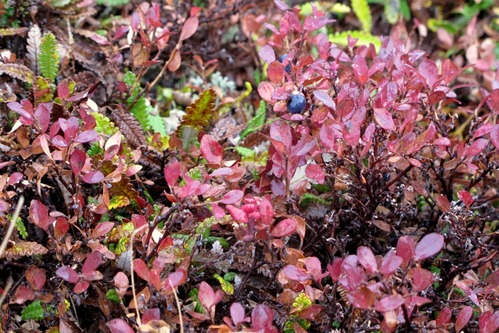 The last couple berries left on a late fall blueberry shrub