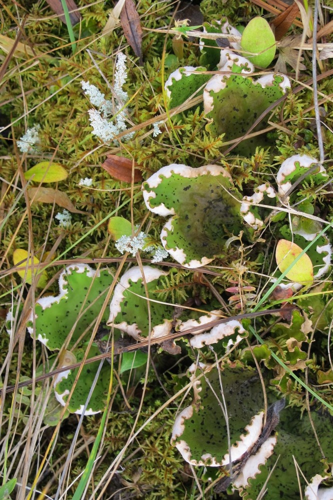 Lichens and mosses are important indicators of airborne pollutants in the arctic