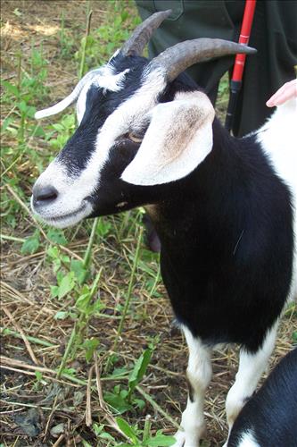 Junior Ranger, Goats and Gobblers, Children With Goats