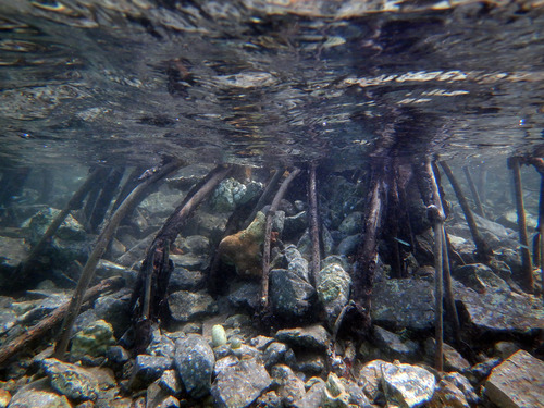 Roots damaged and filled with rubble from the hurricanes in 2017.