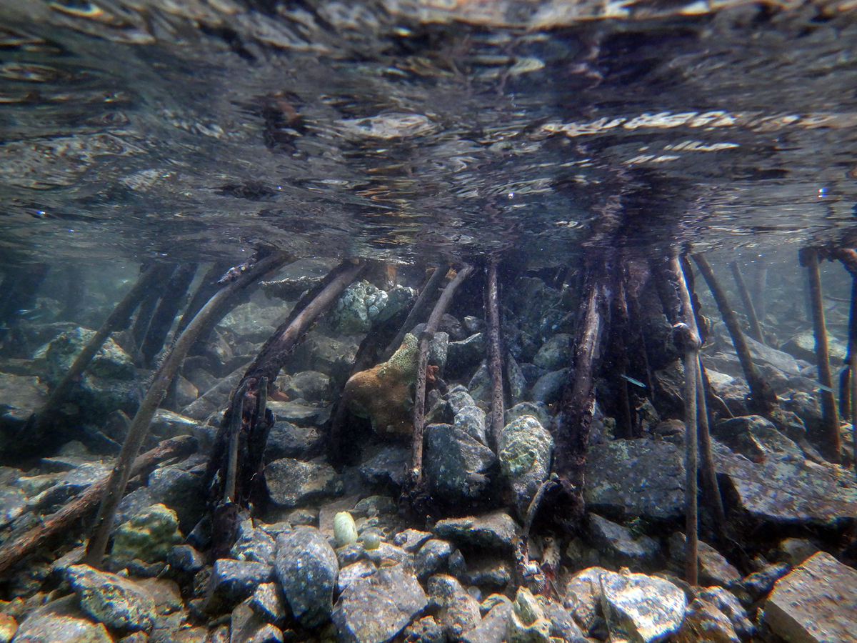 Roots damaged and filled with rubble from the hurricanes in 2017.