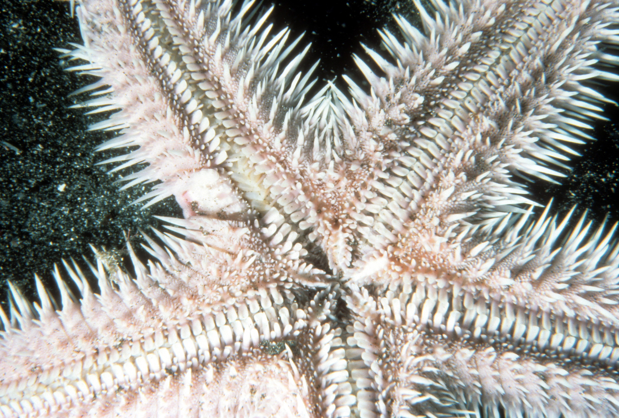 Underside of Armored Sea Star