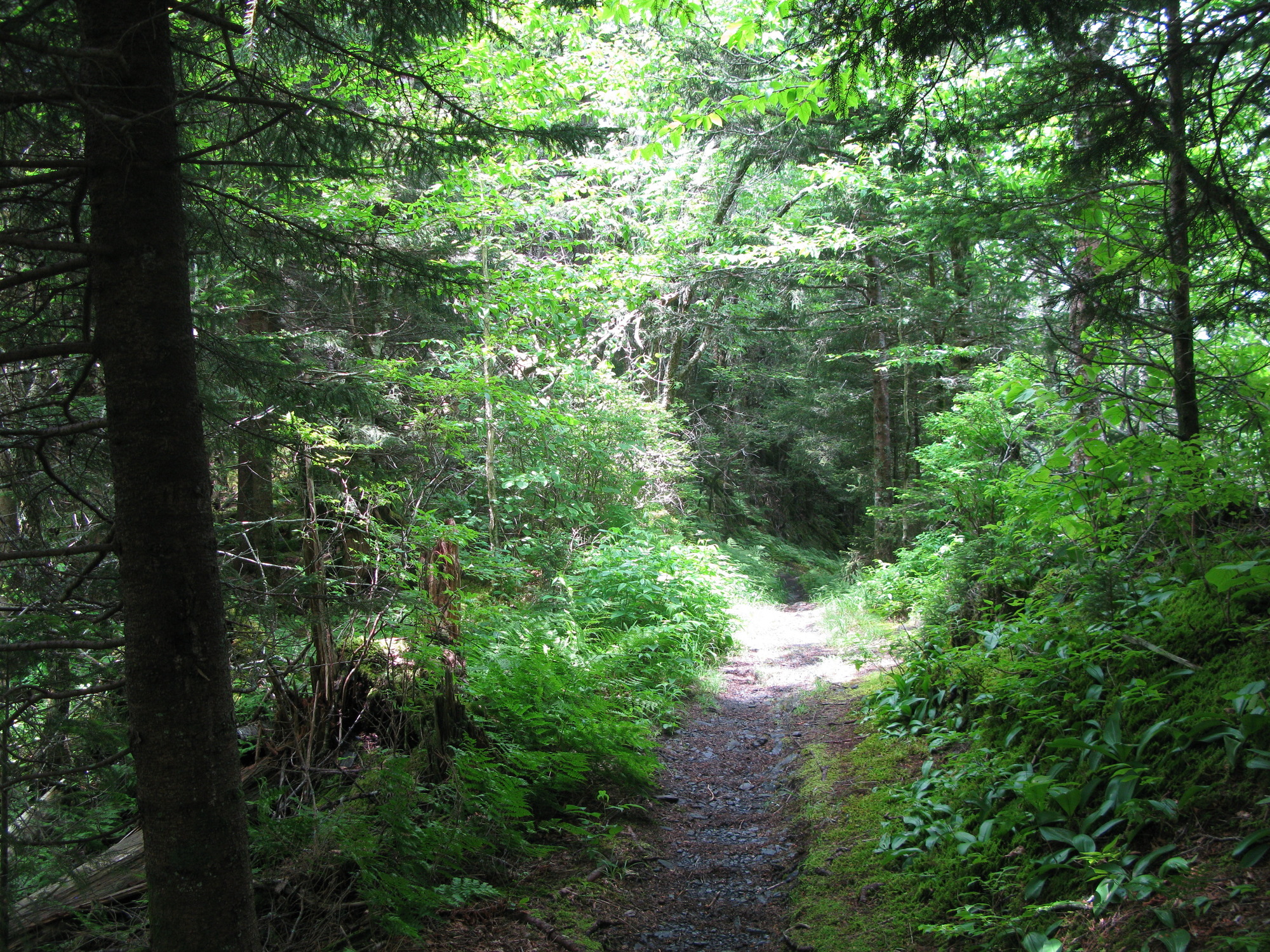 GRSM Accuracy Assessment. Plot Code: GRSM_AA_0547_5