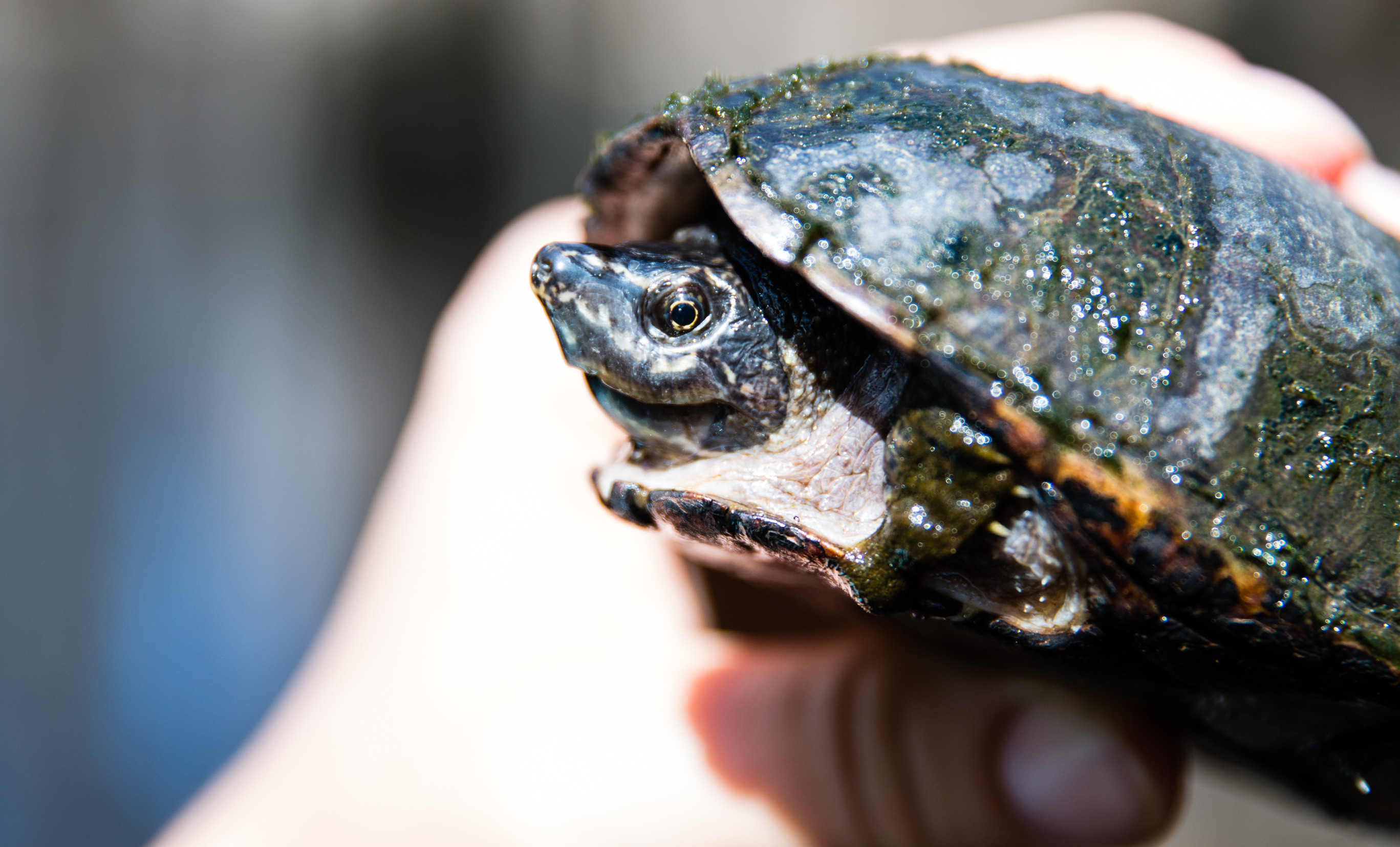 a pointy nosed turtle with a green shell is held above the water.