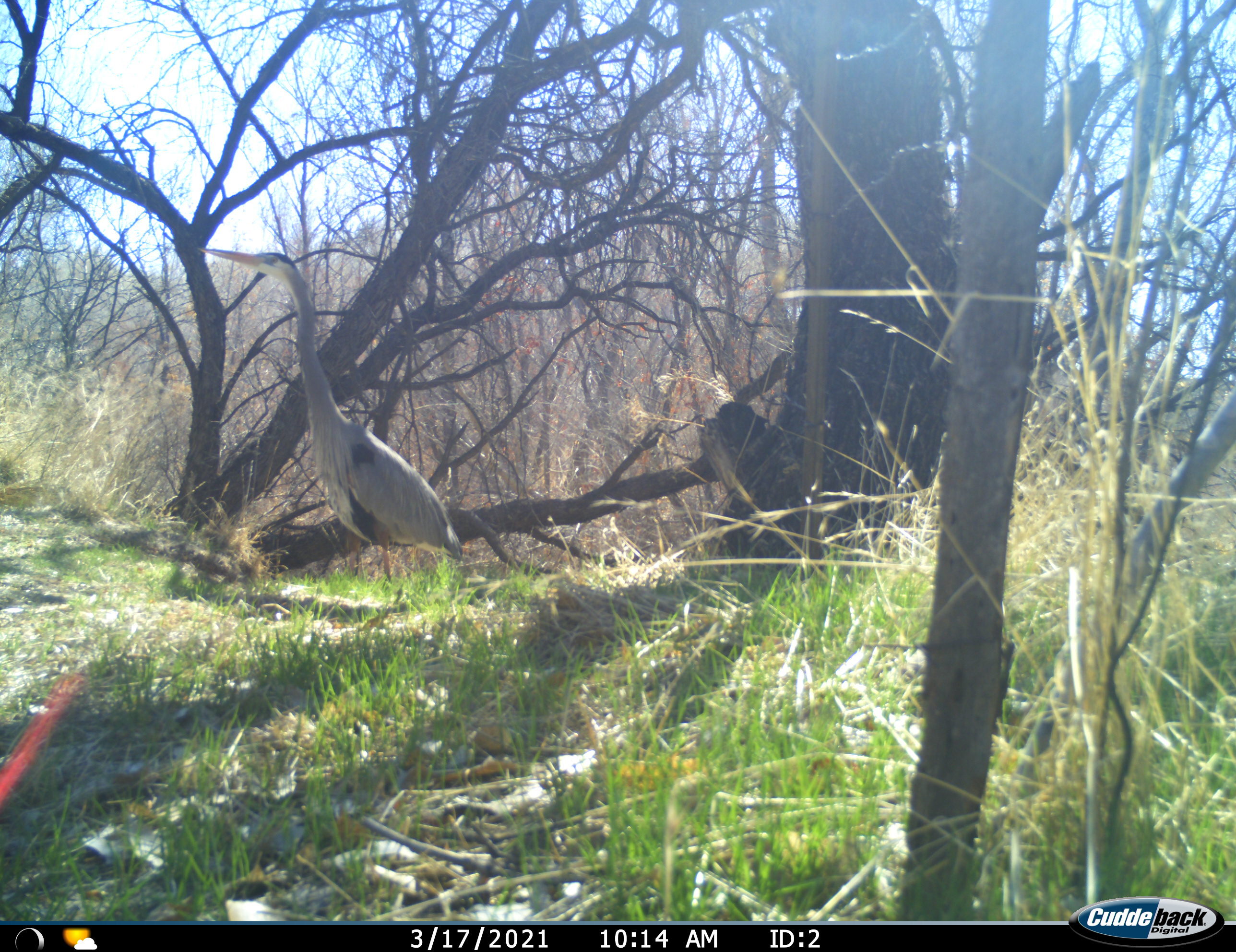 trail camera image of a Great Blue Heron among trees