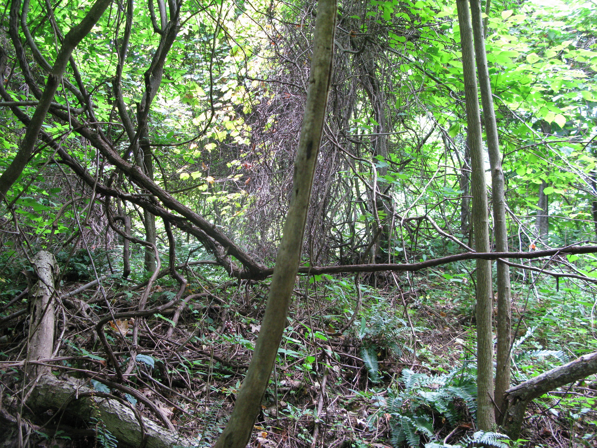 GRSM Accuracy Assessment. Plot Code: GRSM_AA_0944_5