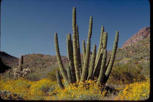 Organ Pipe and Other Cacti at Organ Pipe National Monument, Arizona