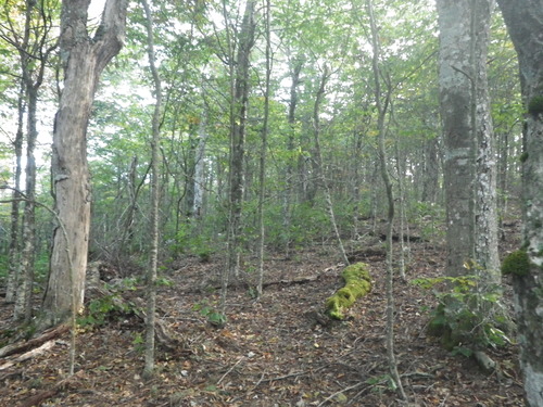 GRSM Accuracy Assessment. Plot Code: GRSM_AA_0216_6