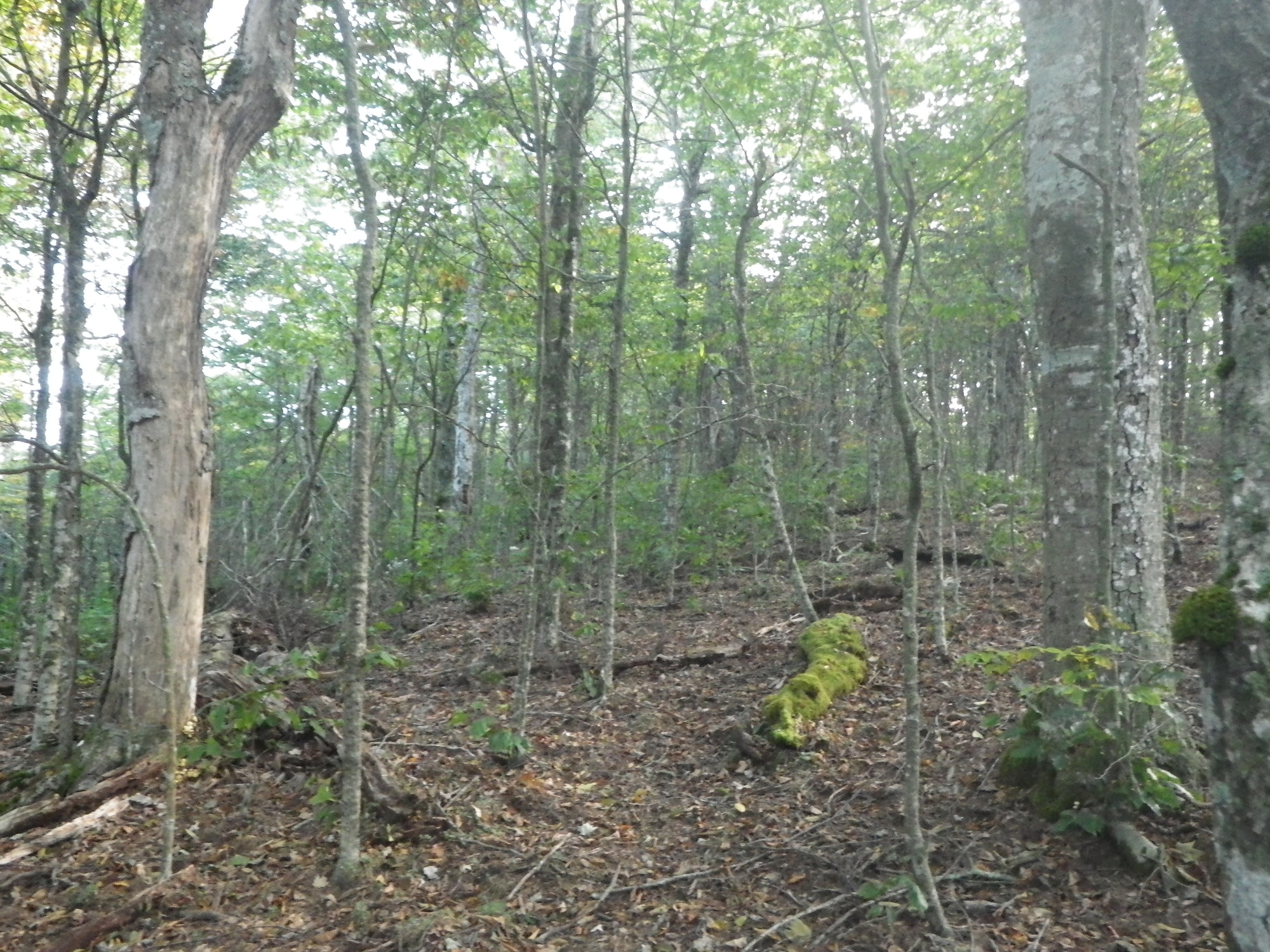 GRSM Accuracy Assessment. Plot Code: GRSM_AA_0216_6