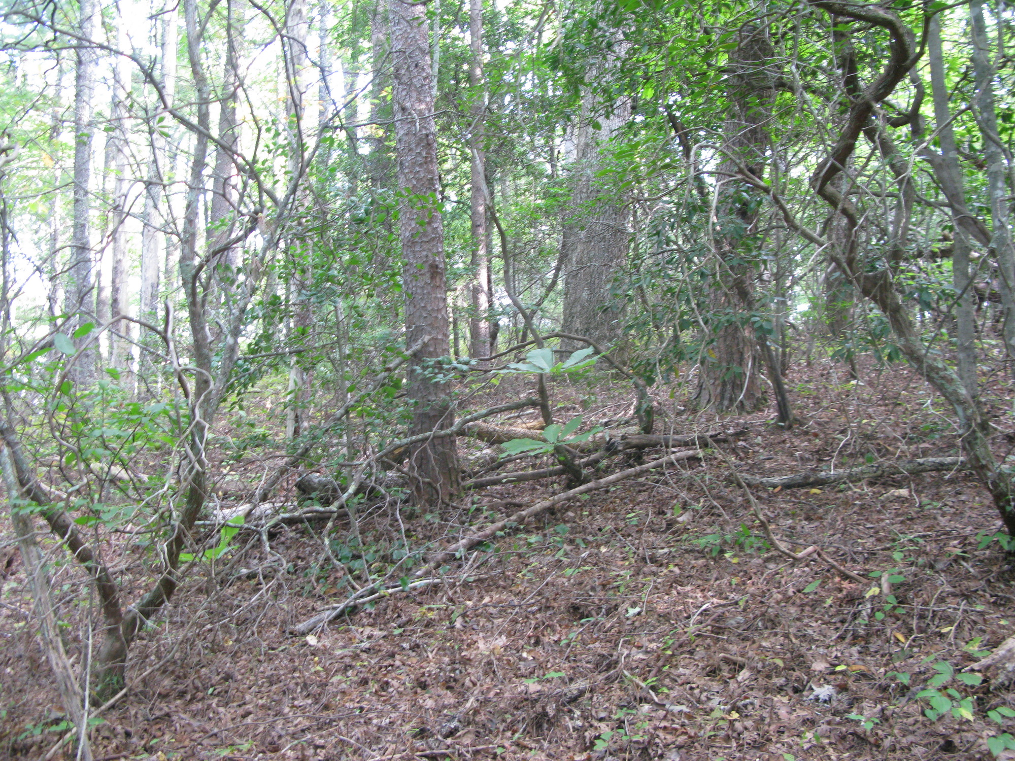 GRSM Accuracy Assessment. Plot Code: GRSM_AA_0451_6