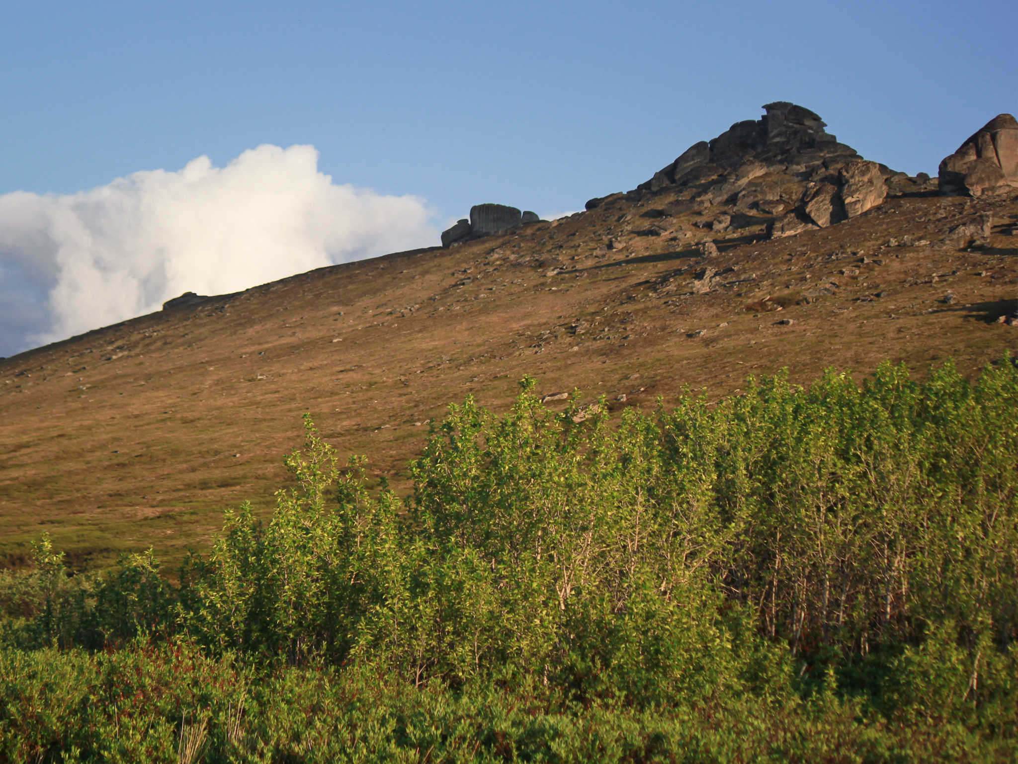 A row of cottonwood trees stand before a gentle hill. 