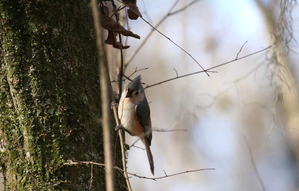 Tufted Titmouse (Baeolophus bicolor)