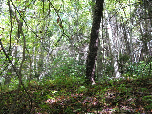 GRSM Accuracy Assessment. Plot Code: GRSM_AA_0220_6