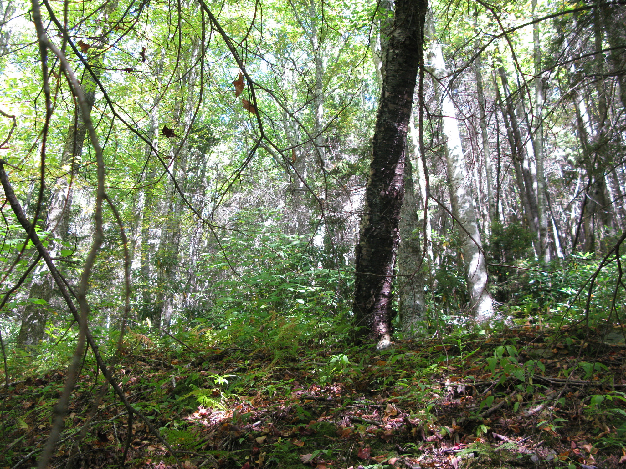 GRSM Accuracy Assessment. Plot Code: GRSM_AA_0220_6