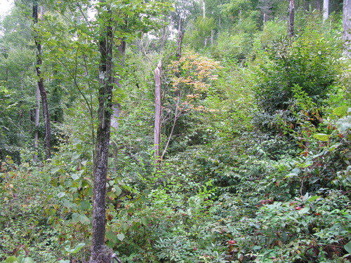 GRSM Accuracy Assessment. Plot Code: GRSM_AA_0147_6