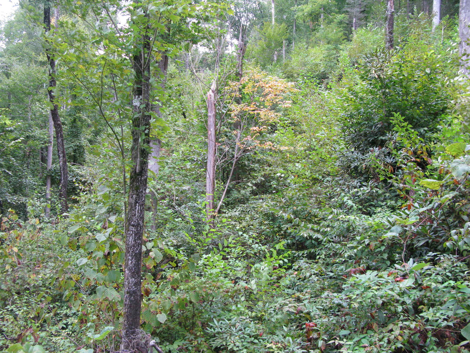 GRSM Accuracy Assessment. Plot Code: GRSM_AA_0147_6