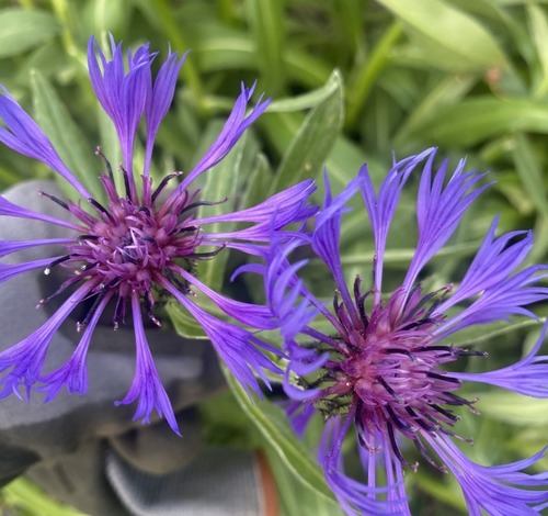 Stringy purple flowers amid green grasses.