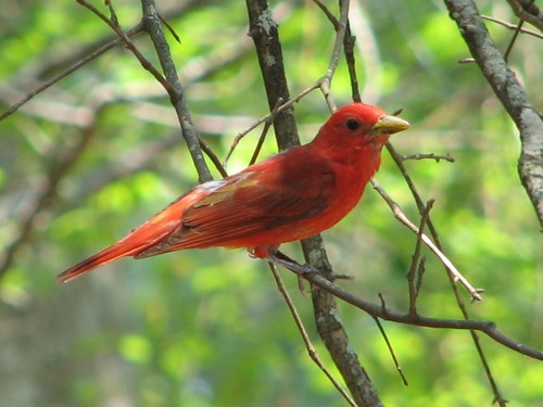 Summer Tanager (Piranga rubra)