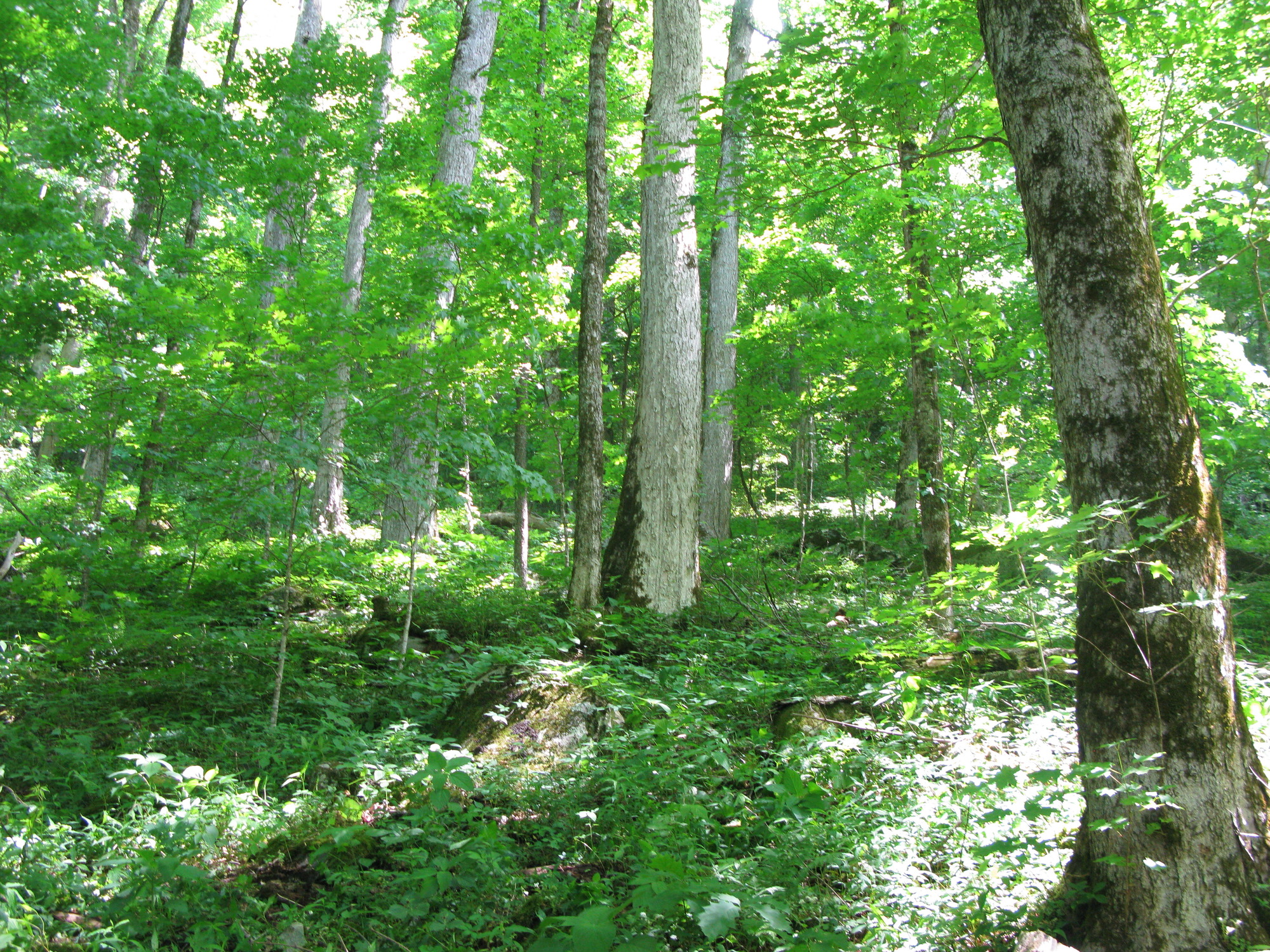 GRSM Accuracy Assessment. Plot Code: GRSM_AA_0531