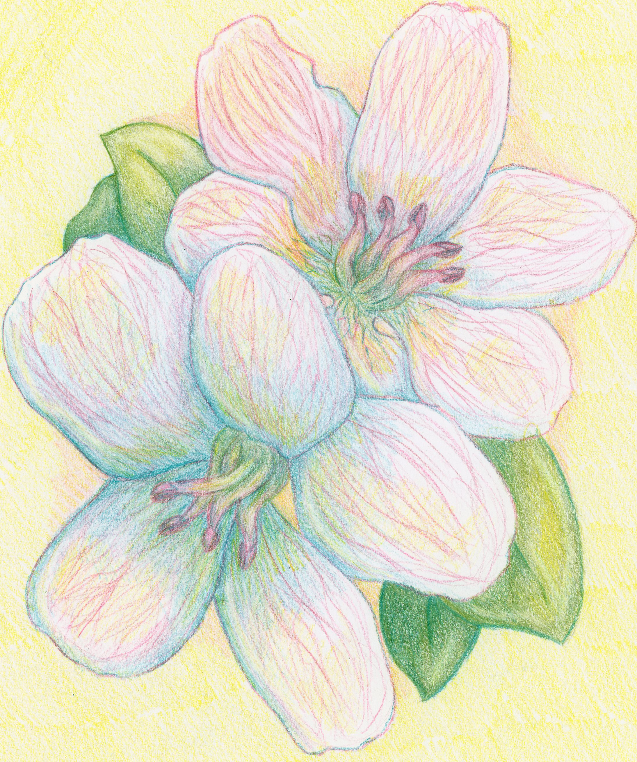drawing of two big white flowers with veined petals on a yellow background
