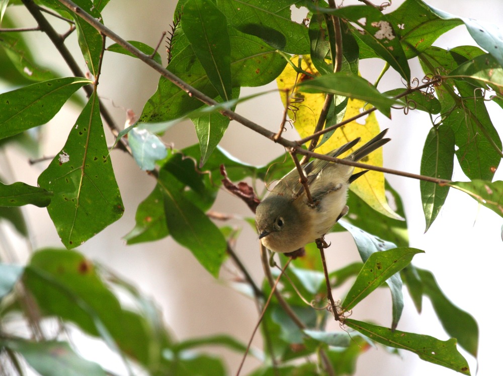 Ruby-crowned Kinglet (Regulus calendula)