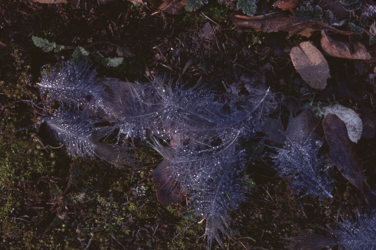 Feathers with dew