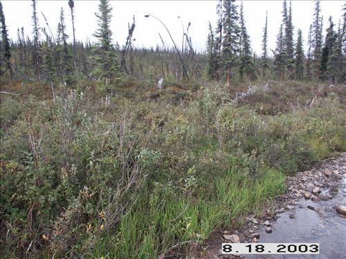 Wolf Survey, Denali, 2003