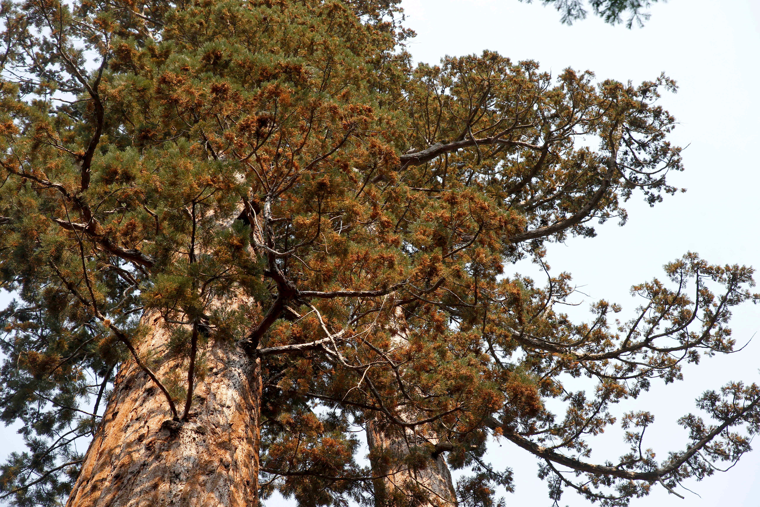 Looking up a giant sequoia