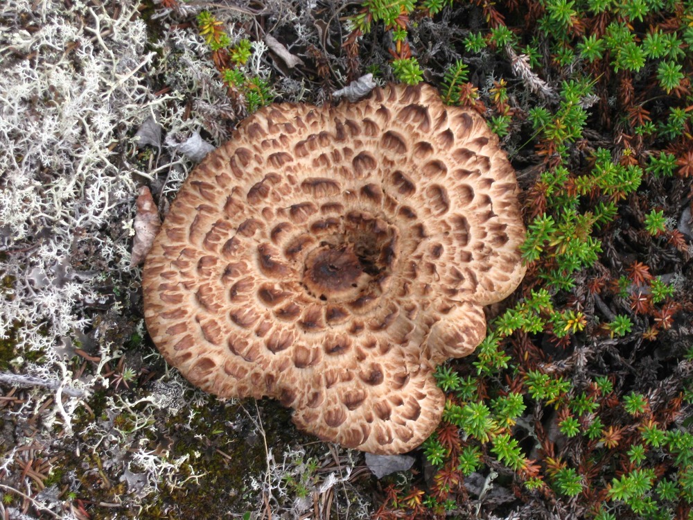 Surprise Encounter on the Tundra