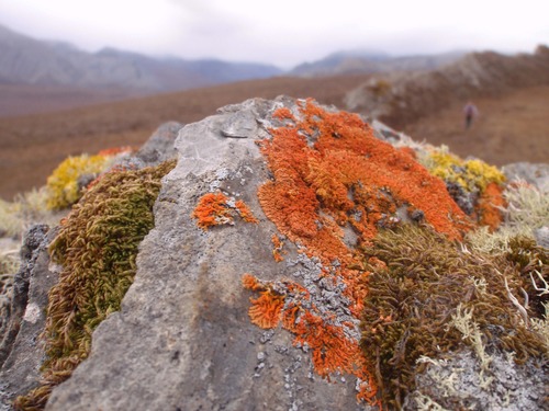 lichen and moss on a rock