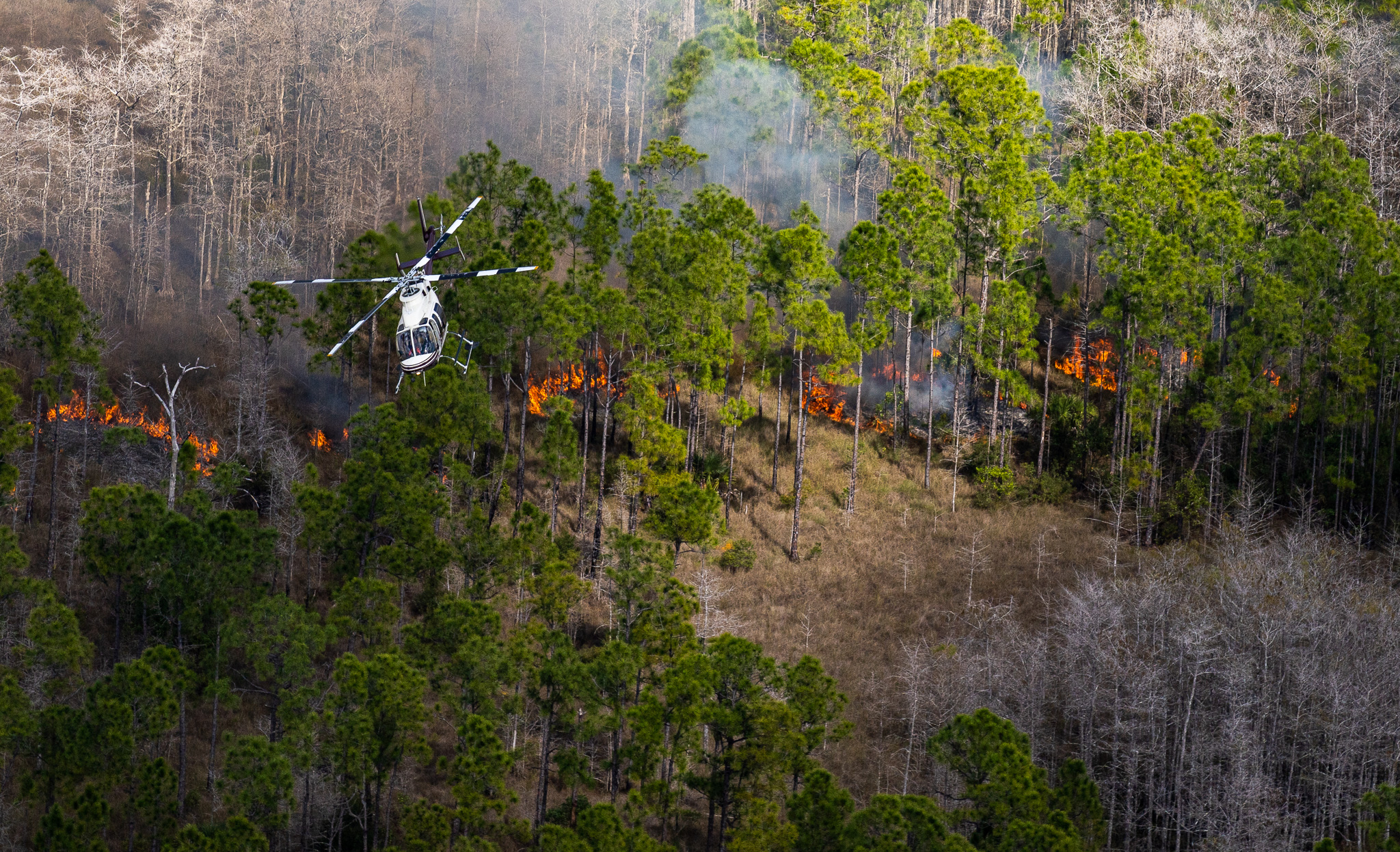 Aerial view of helicopter above surface fire burning in pines.