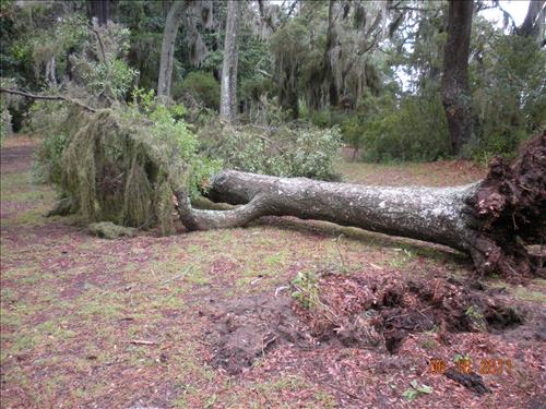 Storm Damage Fort Frederica National Monument 2011