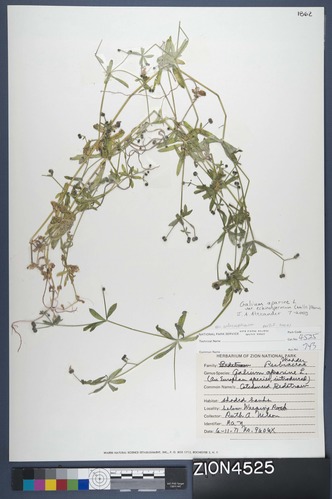 Herbarium Specimen Sheet 4525