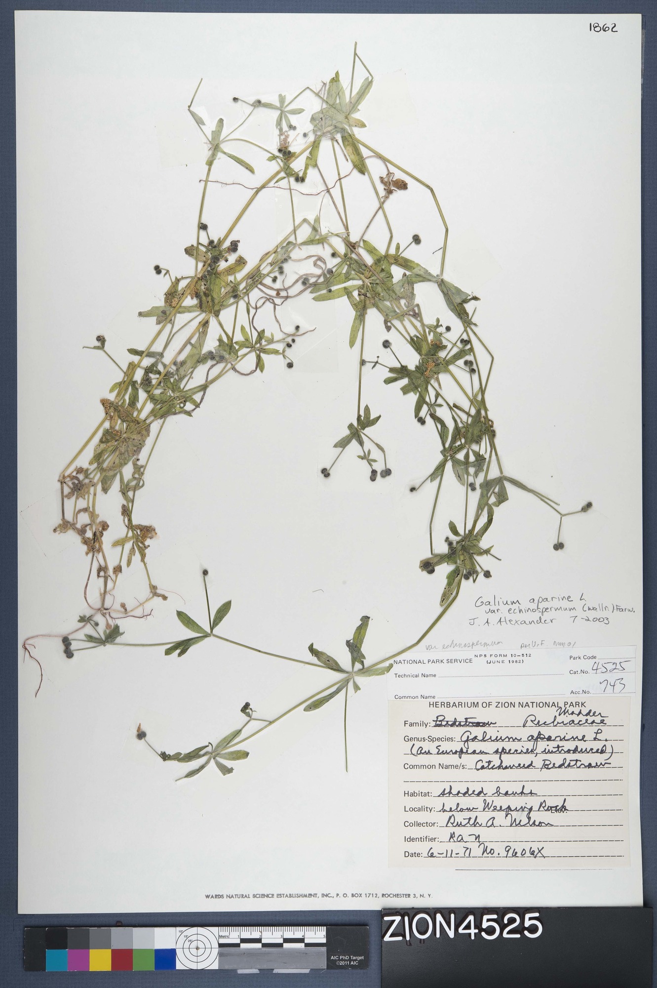 Herbarium Specimen Sheet 4525