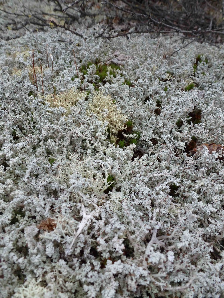 A Carpet of Lichen