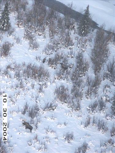10 Gates of the Arctic National Park and Preserve Koyukuk Moose Survey 2004