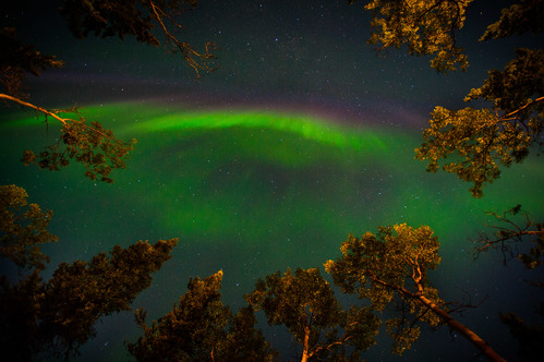 green and red light in a dark sky, framed by aspen trees