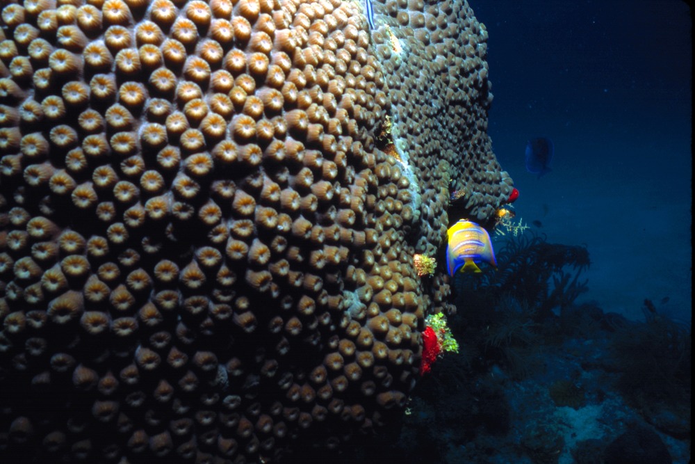 Coral reefs provide habitat for many species of fish and other marine life.