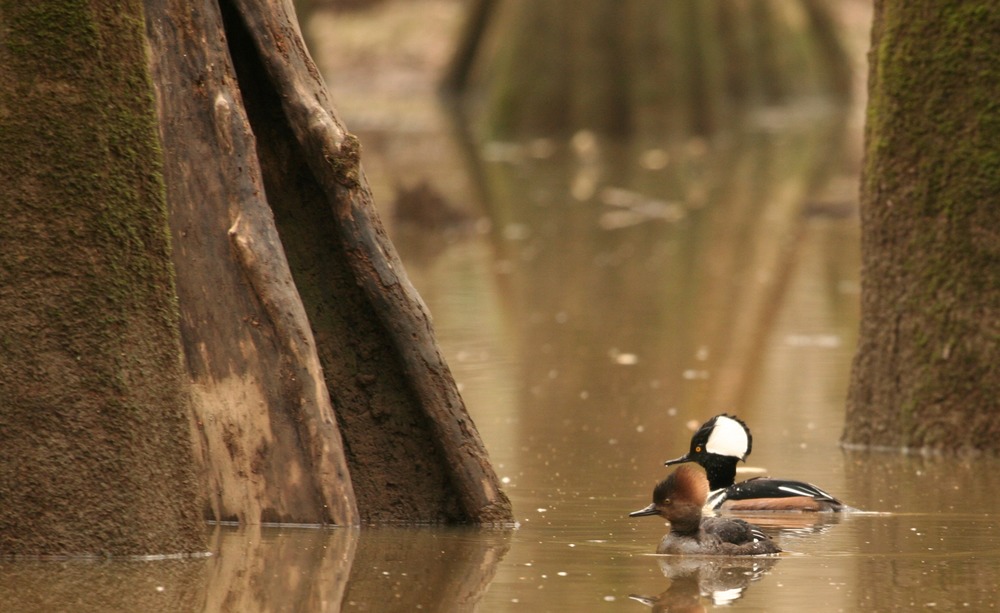 Hooded Merganser (Lophodytes cucullatus)