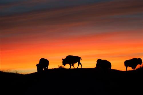 Bison silhouette, Niobrara National Scenic River, 2015.