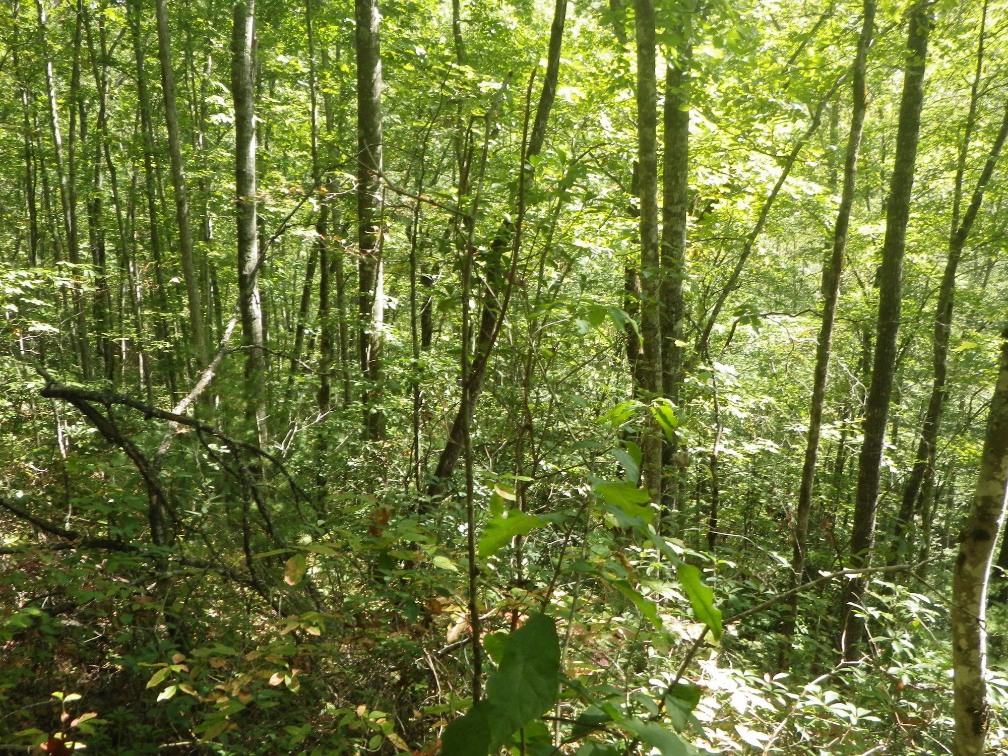 GRSM Accuracy Assessment. Plot Code: GRSM_AA_0118_3