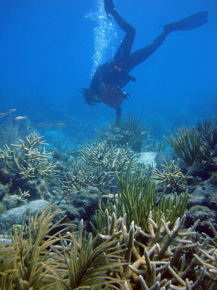 Park biologist surveying staghorn coral growing in Dry Tortugas National Park. Coral reefs are routinely monitored for their health and size.