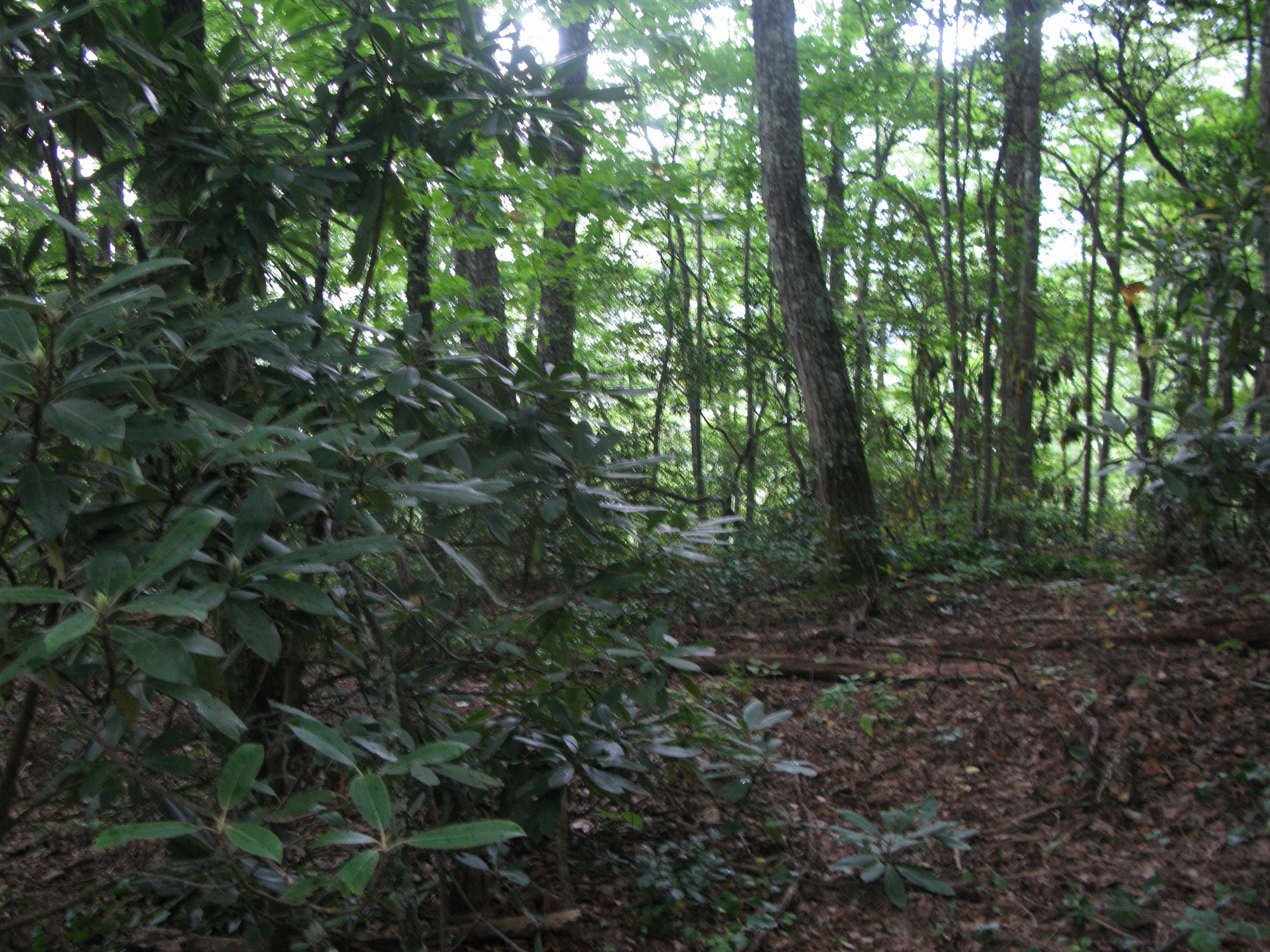 GRSM Accuracy Assessment. Plot Code: GRSM_AA_0459_6