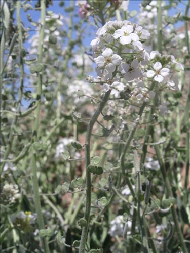 Dimorphocarpa wislizeni. Big Bend National Park, Panther Junction Housing Area. March 2005