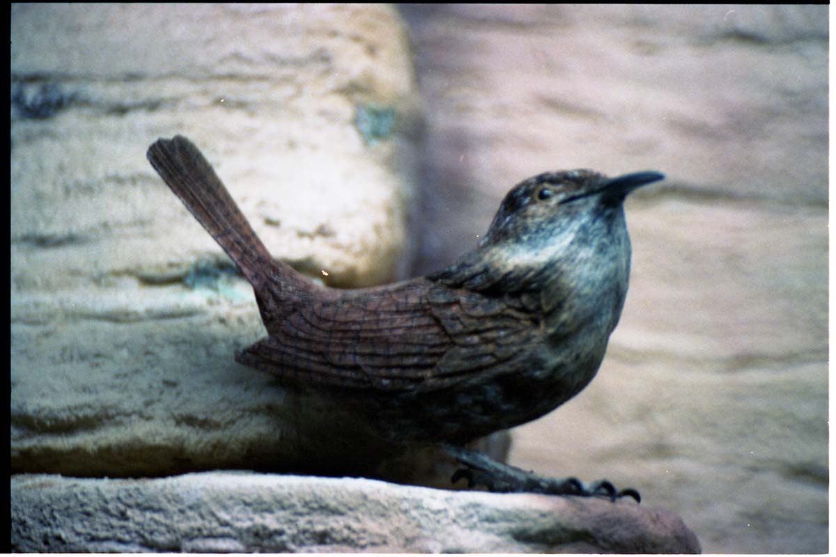 Color Photo of wooden Canyon Wren added to museum in January 1995, and the carver, Charles Foote.