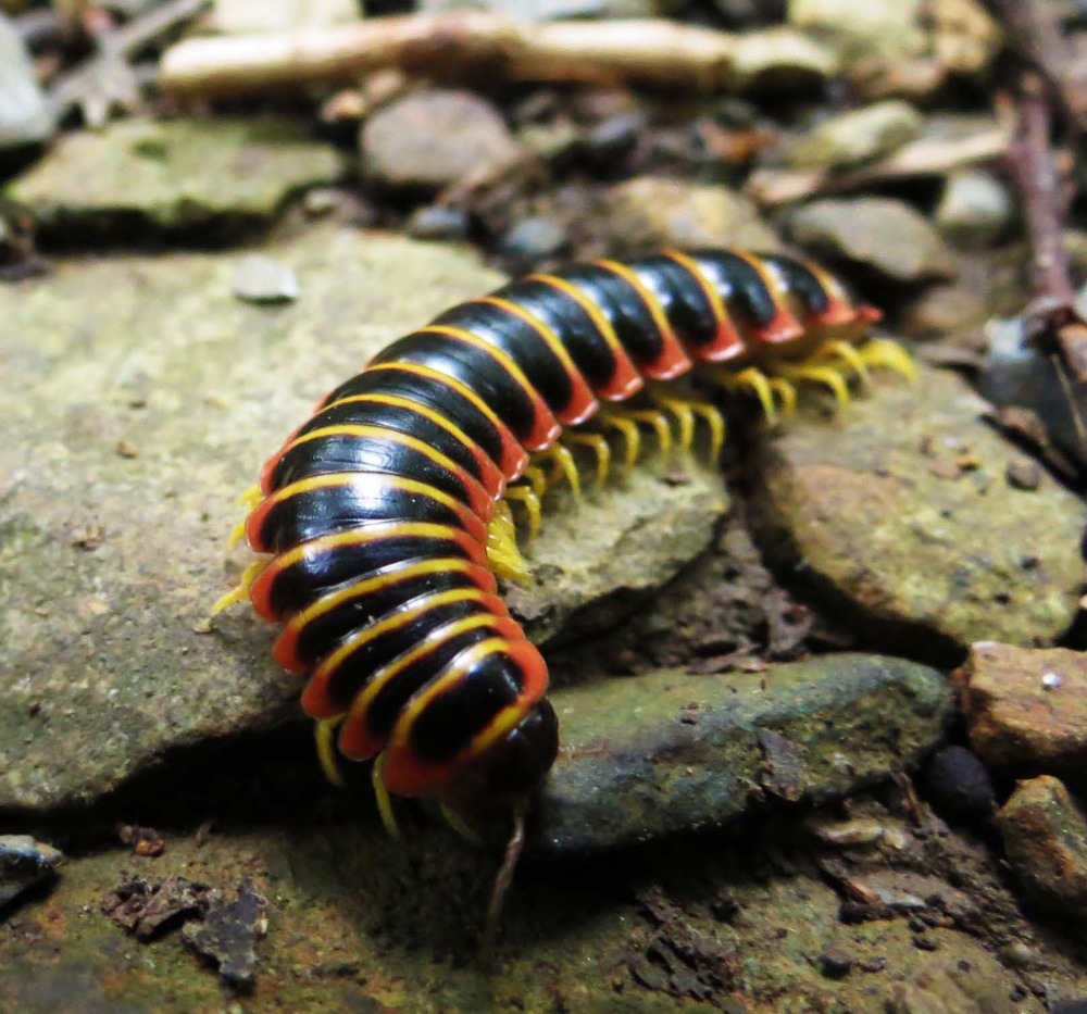 Almond-scented Millipede