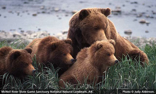 McNeil River State Game Sanctuary, Alaska