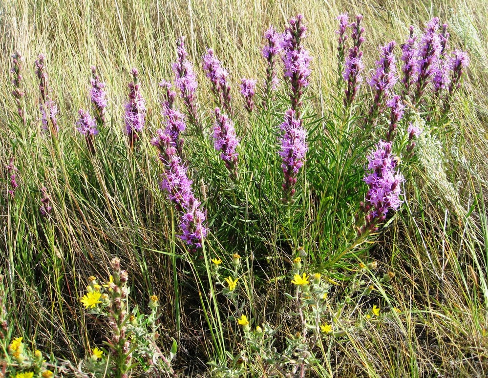 Liatris punctata
