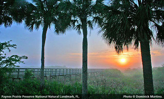 Paynes Prairie Preserve, Florida