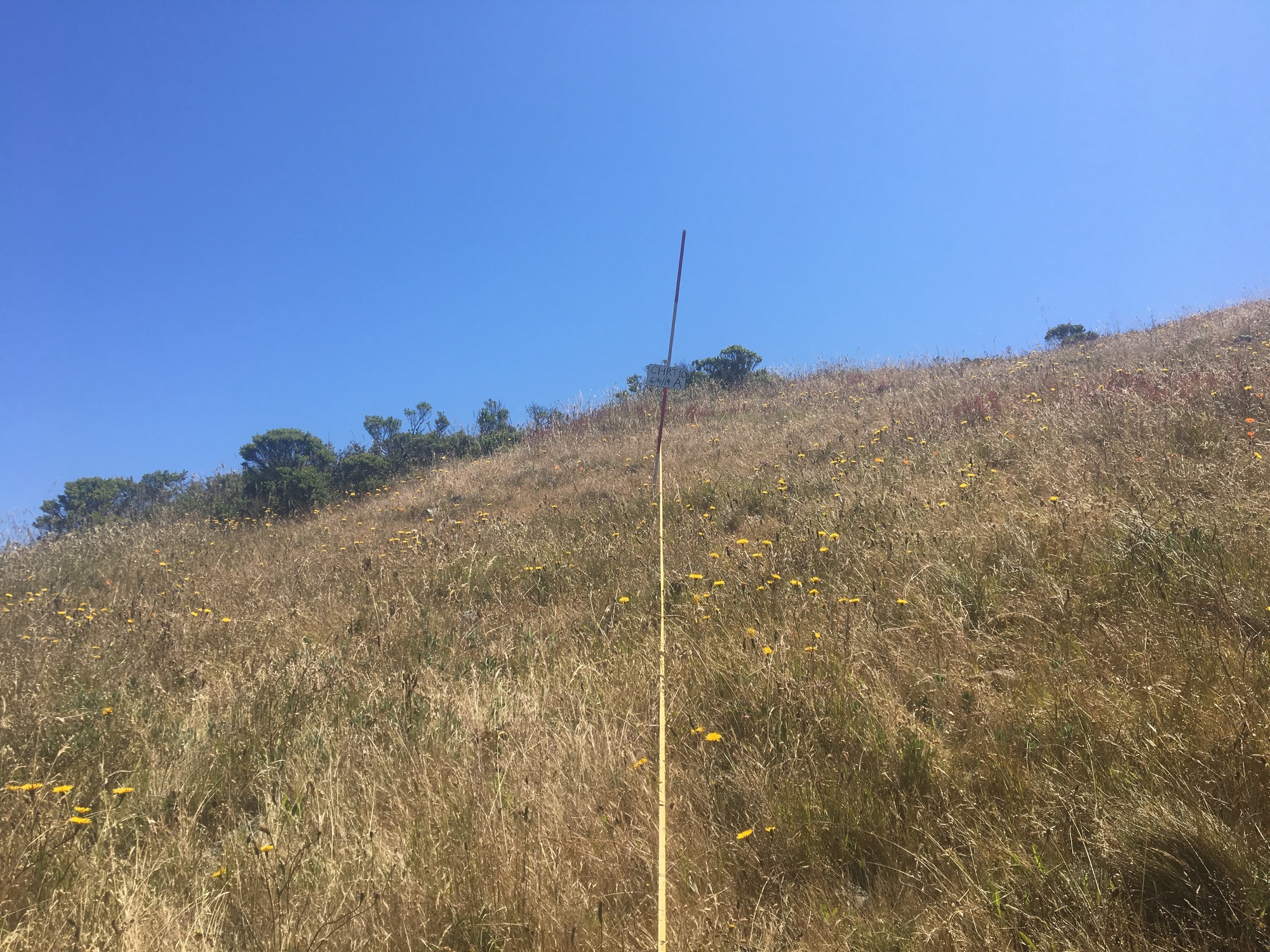 Eye-level view from the center point of a plant community monitoring plot